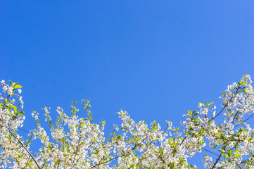White cherry blossom against blue sky