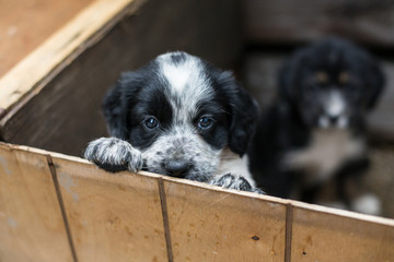 Obraz na płótnie Canvas Cute Little puppy in a wooden box is asking to be adopted with hope. Homeless dog