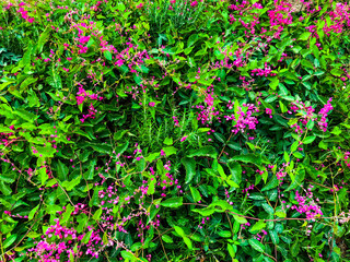 Fototapeta na wymiar Spring flowers in Israel. Close up shot