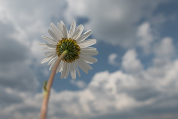 Daisy flower under the blue sky with clouds