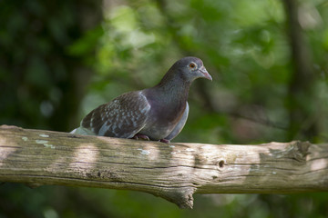 pigeon