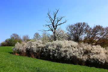 Blühende Schlehenhecke im Frühling
