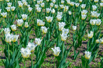 Tulips in spring sun at a field. Sea of white tulips. Focus on the middle one.