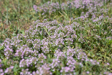 Close up view of thyme, thymus  - aromatic, perennial, evergreen herb with culinary, medicinal, and ornamental uses. Natural floral background. Selective focus.