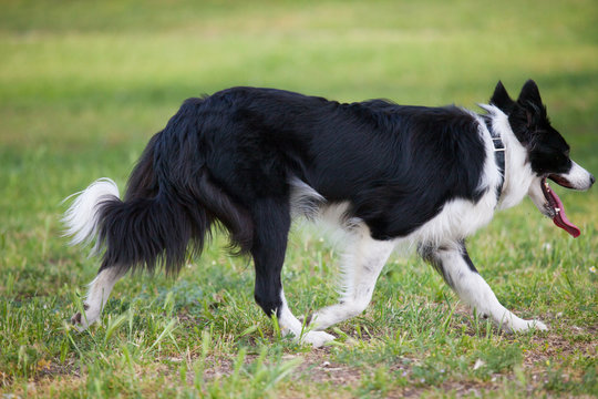 Border Collie running with tongue out
