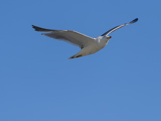 Flying seagull over blue sky.