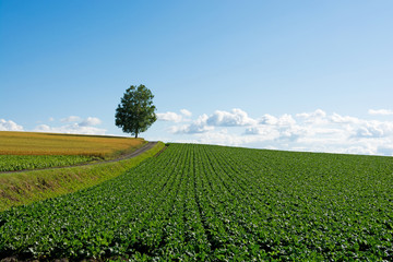 丘の上のシラカバ