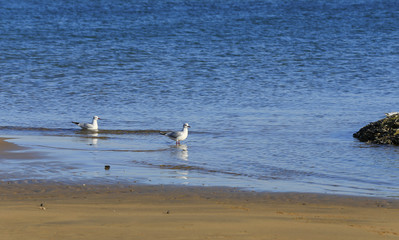 The seagulls are walking by the sea