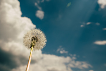 Obraz premium Dandelion under the blue sky with clouds