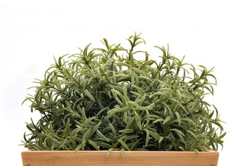 Green herb isolated on white background