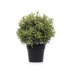 Green herb isolated on white background