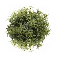 Green herb isolated on white background