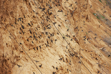 Swallow birds colony nesting in burrows on the cliff and flying around to find some food, Island