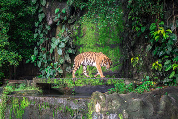 Fototapeta na wymiar Big tiger walking around