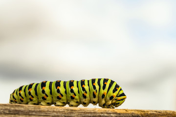 Green striped caterpillar Papilio Machaon close-up in wild nature. Selective focus.