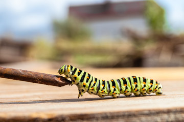 Green striped caterpillar Papilio Machaon crawls on a nail. Selective focus.