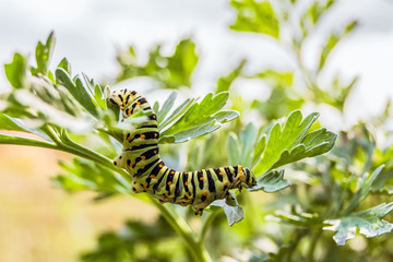 Green striped caterpillar Papilio Machaon on green plant leaves in wild nature