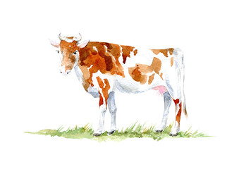 Cow on the grass.Farm animals.Watercolor hand drawn illustration.White background.