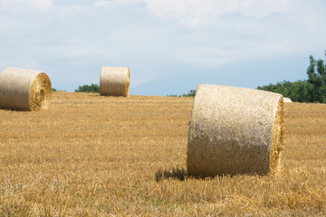 刈り取りが終わったムギ畑とムギロール