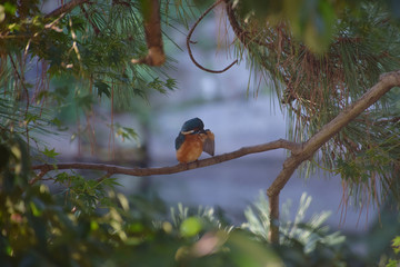 a grooming kingfisher in the shade of trees / 木かげで毛づくろいするカワセミ(メス)