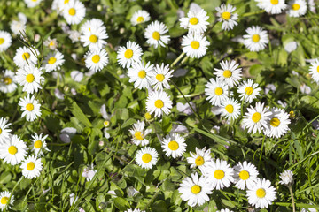 Fototapeta premium Gänseblümchen