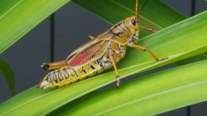 Grasshopper