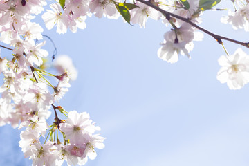 Obraz premium Kirschblüte