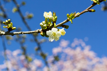 Kirschblüte