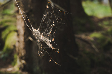 Cobweb in sunrise in the forest