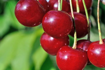 close-up of ripe cherries on a tree in the garden