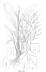 illustration of plant