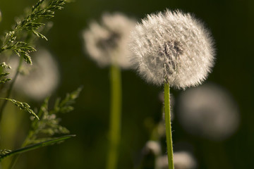 Dandelions in grass in the sunlight