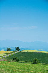 夏の田舎の丘