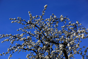 Kirschblüte, blühende Kirschbäume, hier in der Fränkischen Schweiz, Oberfranken, Bayern, Deutschland