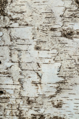 Natural texture of birch bark surface close-up