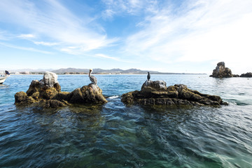 pelicans in the coast