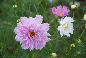 Obraz premium autumn cosmos flowers(double flowerd) / 八重咲きのコスモスの花