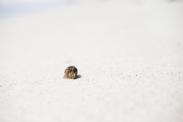 Hermit crab walking along beach.