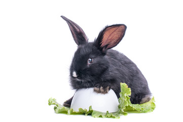 close-up of cute black rabbit eating green salad