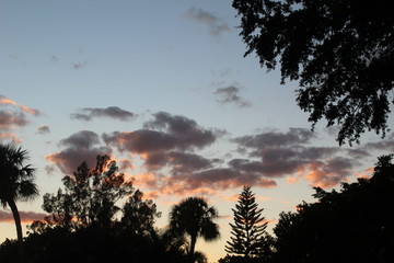 Sunset, Sky, Palm tree