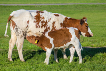 Brown with white calf drinking milk from mother cow