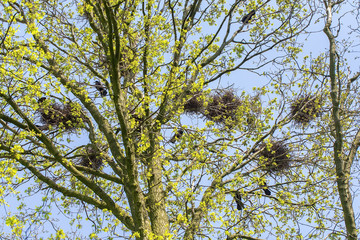 Group of rooks with nests in treetop