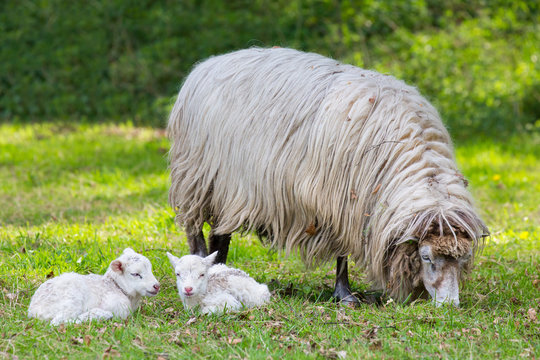 Mother sheep with two white lambs in meadow