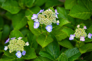 ガクアジサイの原産地は日本