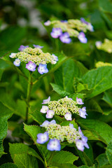 ガクアジサイの原産地は日本