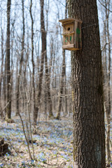 Hand made wooden birdhouse on tree in the forest