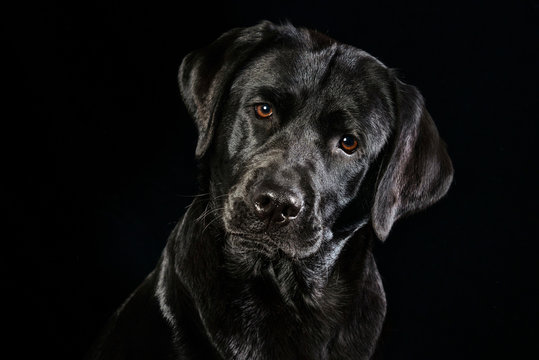 Portrait eines schwarzen Labrador Retrievers mit wunderschönen braunen Augen vor schwarzen Hintergrund 