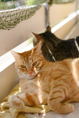 Zwei Katzen auf einem mit Balkon mit Katzennetz