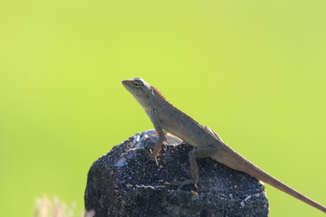Close up the small brown chameleon on the cncrete pillar and green background