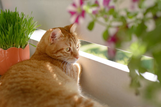 Katze auf einem mit Balkon 